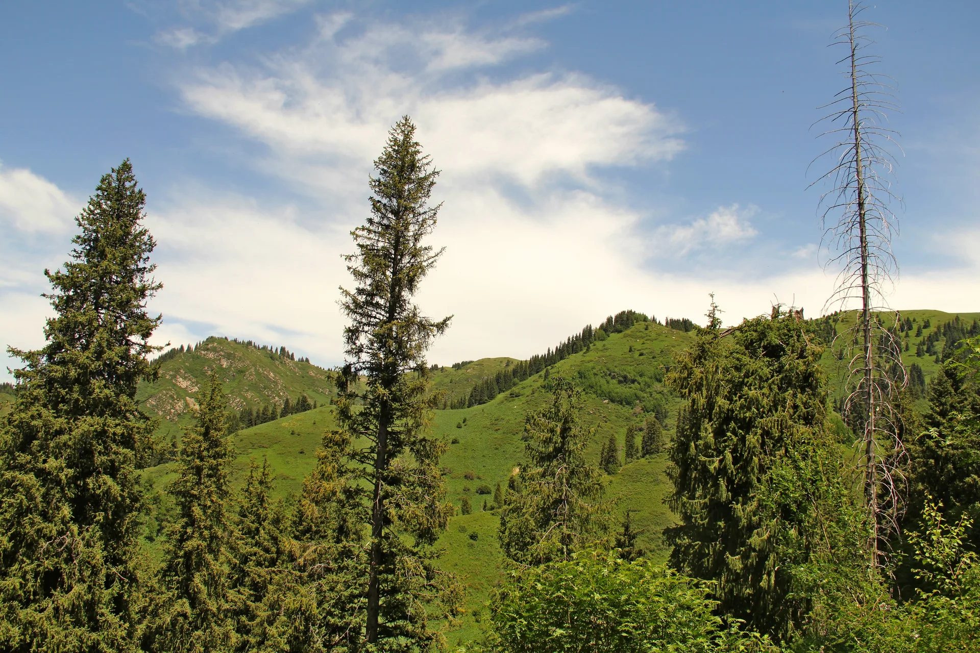 Tall Schrenk's spruce trees rising above lush green Tien Shan mountain slopes in summer, typical of the spruce-forested gorges of the Ile-Alatau range in southeastern Kazakhstan.