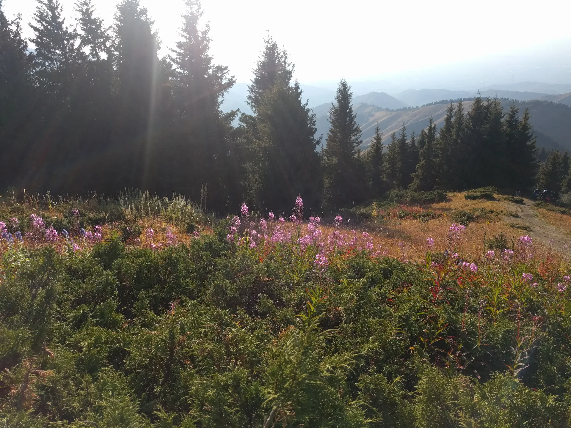 Alpine meadow at 2,500 m in Ile-Alatau National Park in late summer, with fireweed in flower and spruce trees on the slope behind.