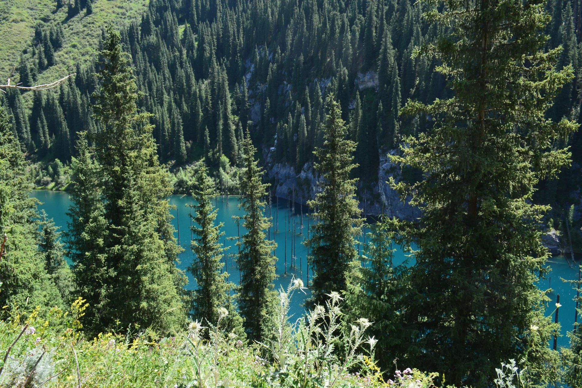 Aerial view of Kaindy Lake from above, showing the tear-drop shaped turquoise lake surrounded by dense coniferous forest in the Tien Shan mountains.