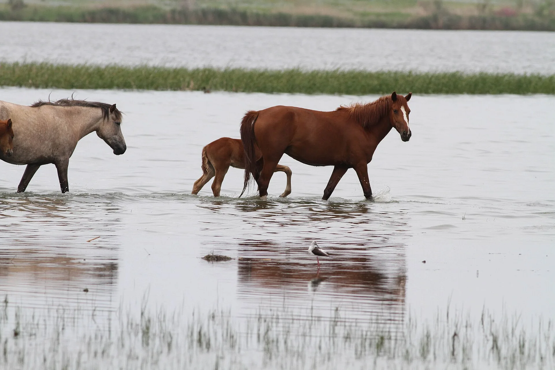 Satellite lake near Sorbulak with reeds and flat steppe west of Almaty.