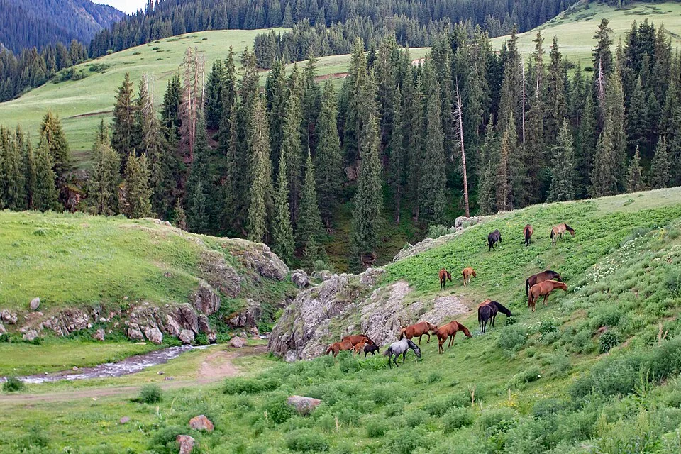 Horse herd grazing on the open Assy Plateau grassland with mountain ridges in the distance.