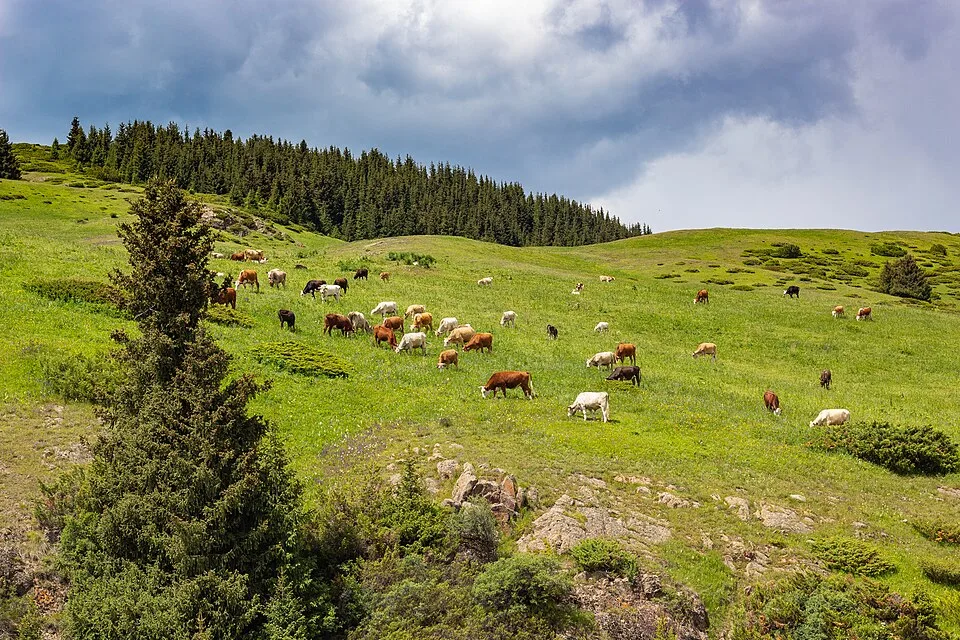 Spring jailau camp on Assy Plateau with tents and pasture grass below rounded hills.