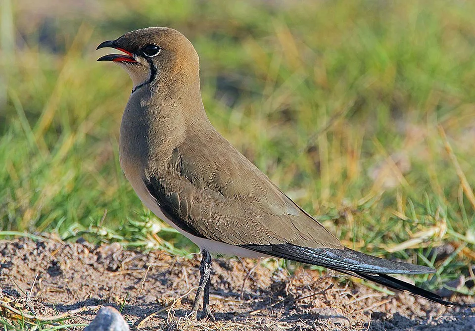 Collared pratincole standing on dry mud, matching the open scrape habitat described for Sorbulak.