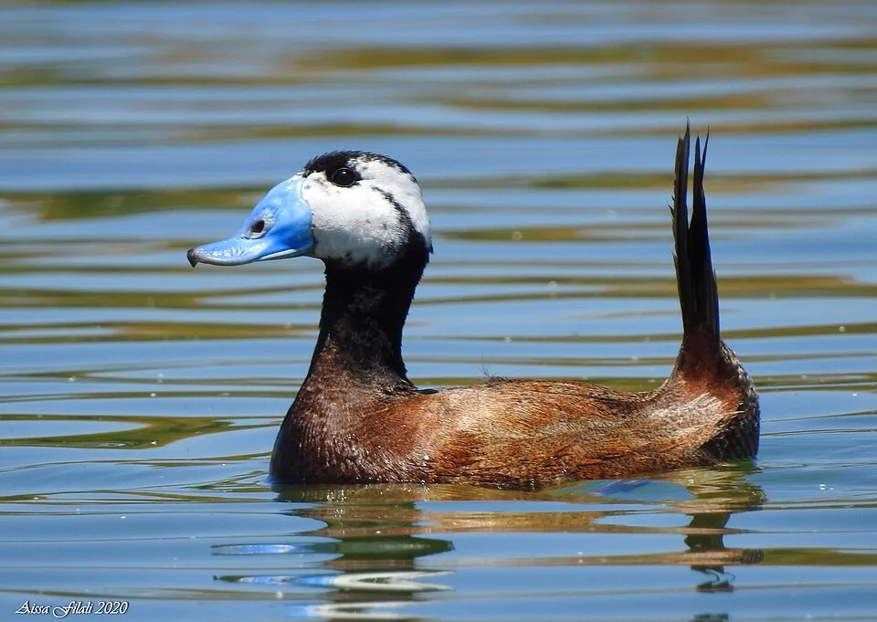 Male white-headed duck on open water, one of the scarce wetland species recorded at Sorbulak.