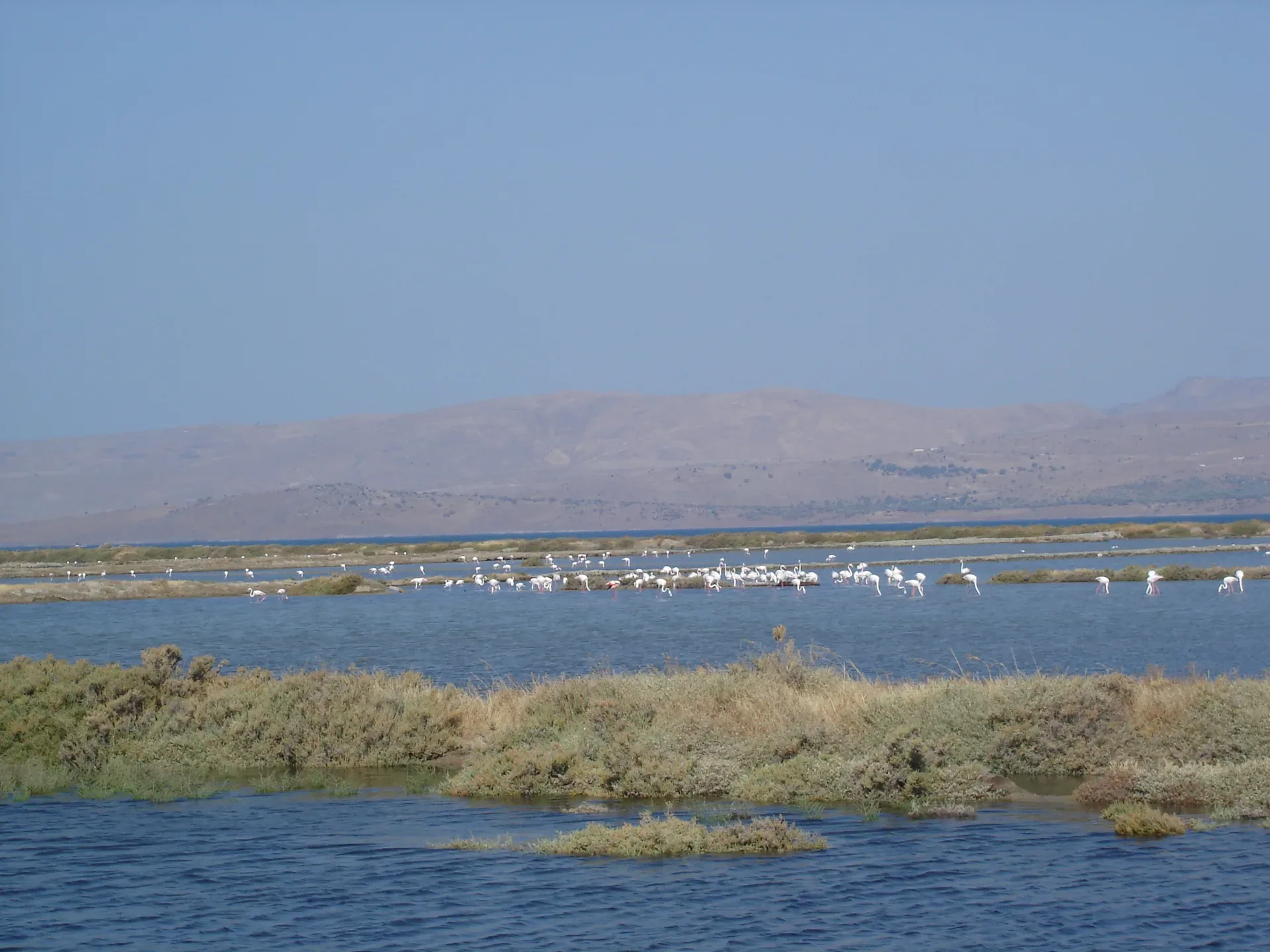 Greater flamingos (Phoenicopterus roseus) in a group on a shallow salt flat, pink and white plumage, legs reflected in still water