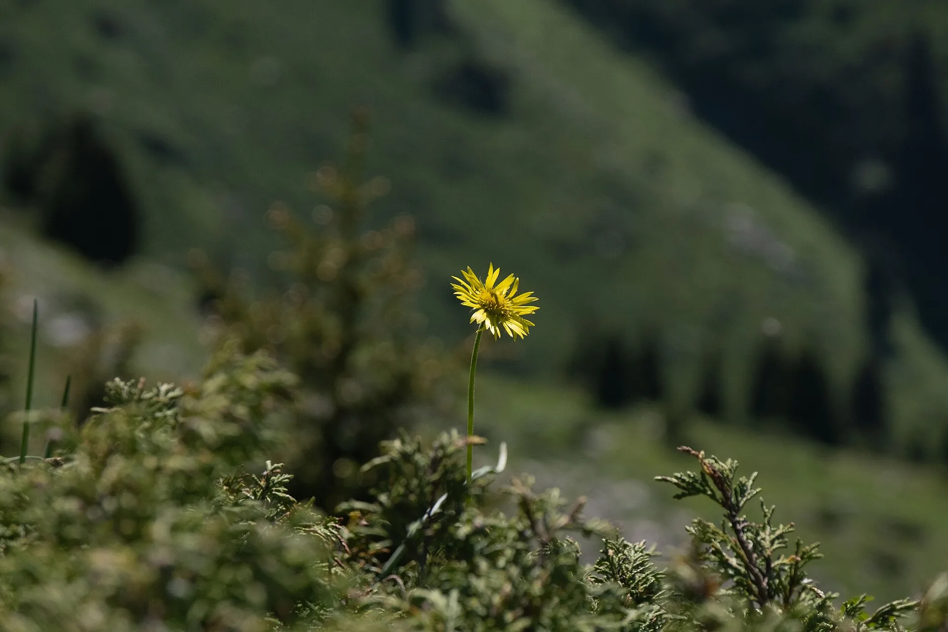 Yellow alpine flowers growing on the grassy upper slopes of Furmanov Peak.