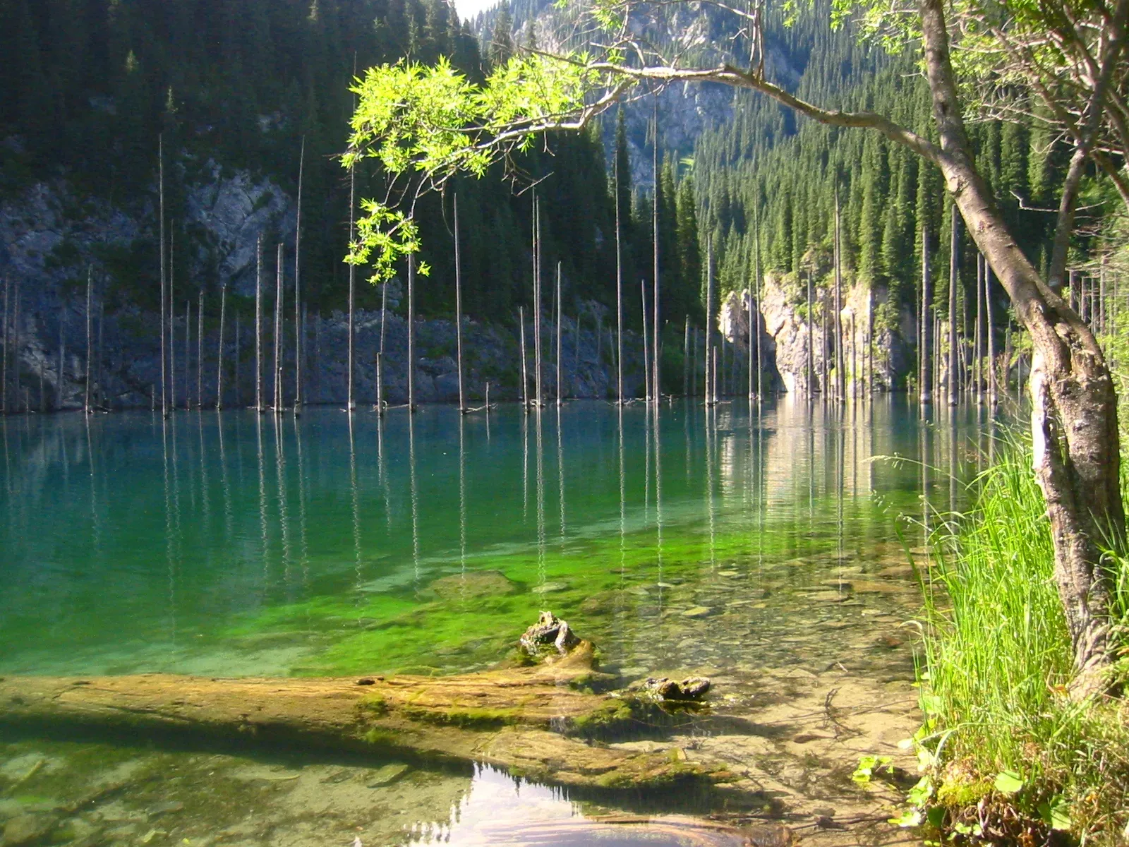 Submerged spruce trunks standing in turquoise Kaindy Lake with mountain ridges reflected in the still water.