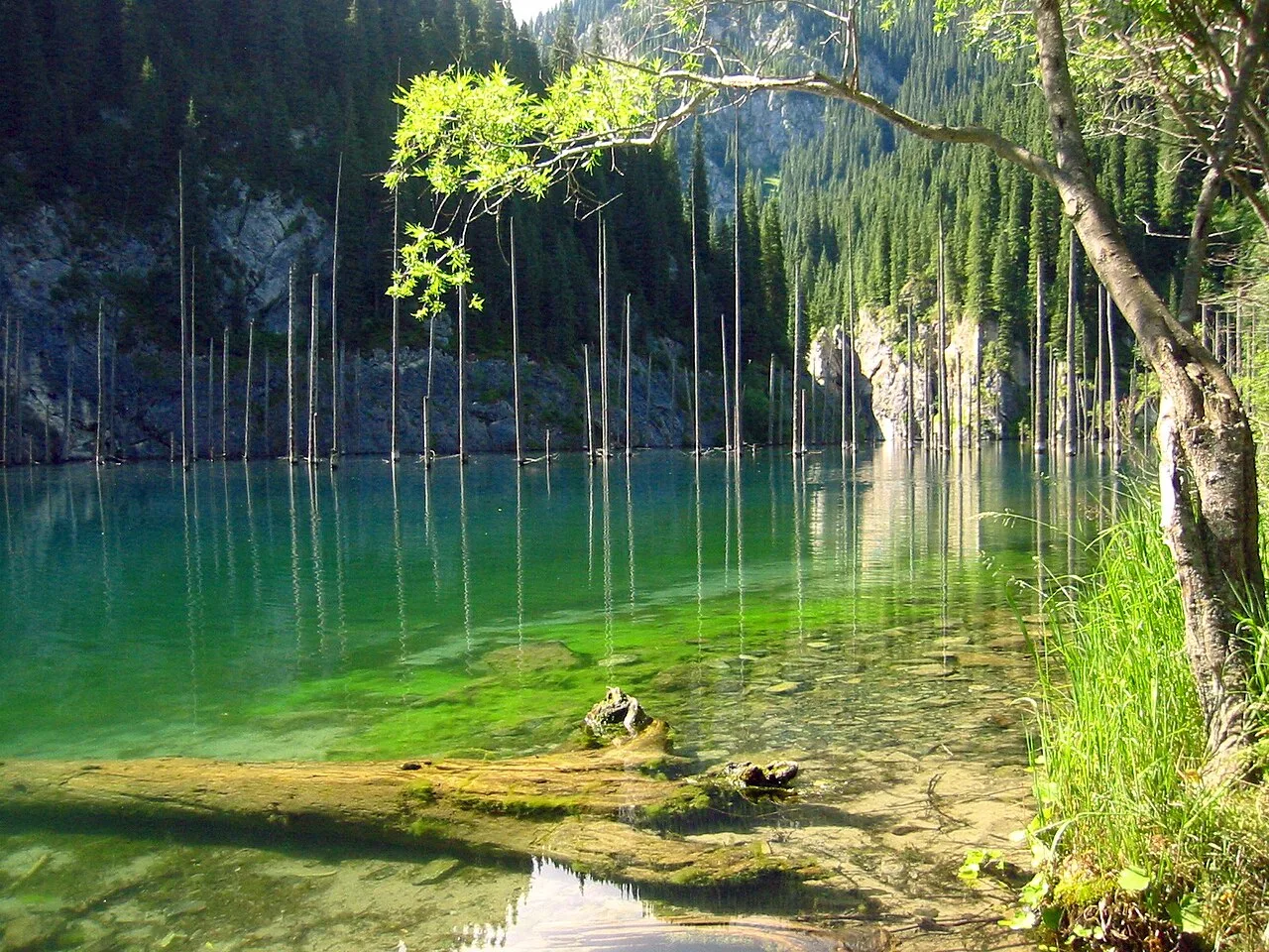 Bare spruce trunks standing in the turquoise water of Kaindy Lake below steep forested slopes.