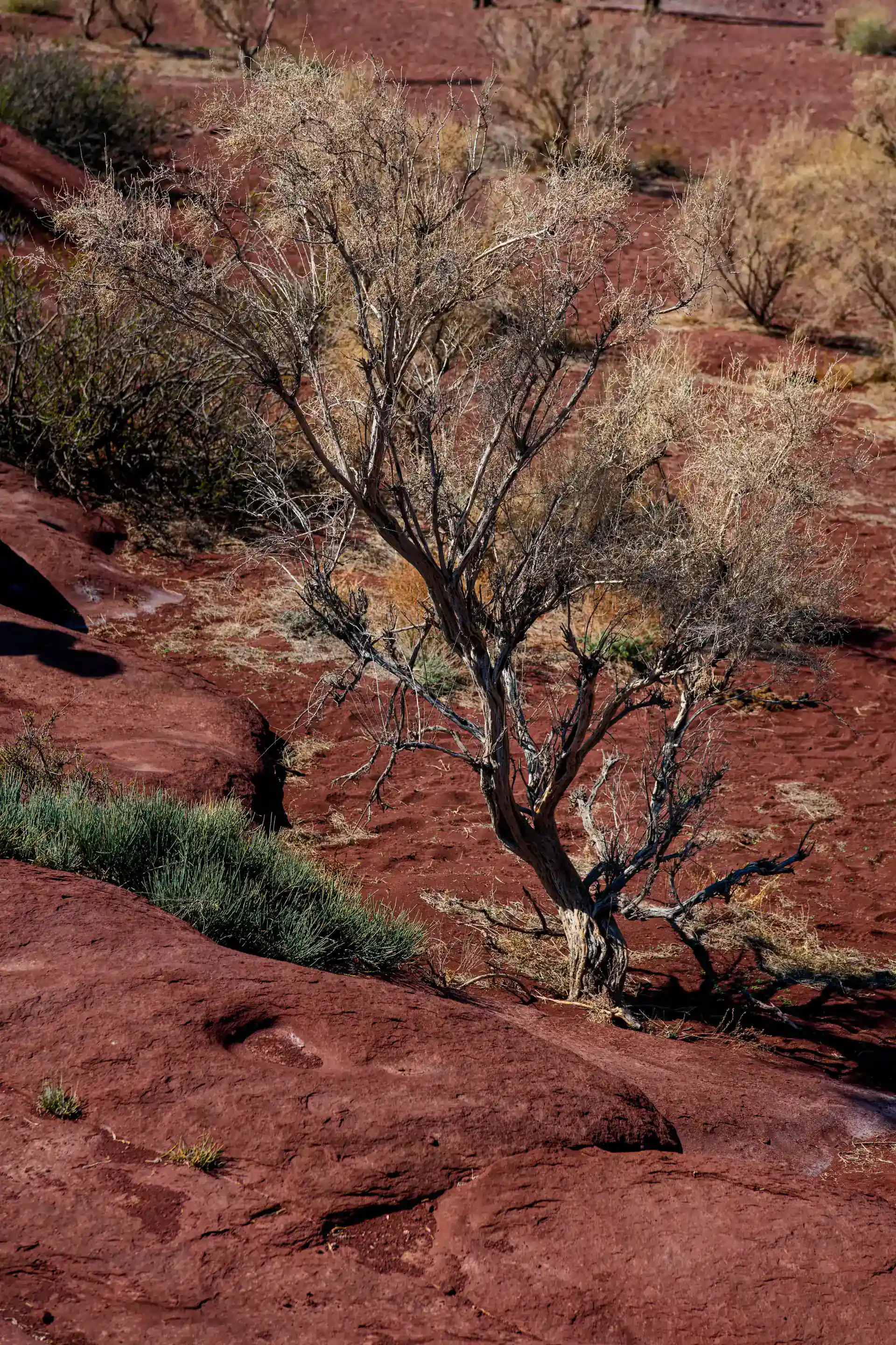 Red-toned solidified lava on the Katutau basalt ridge, showing close volcanic texture and weathered rock.