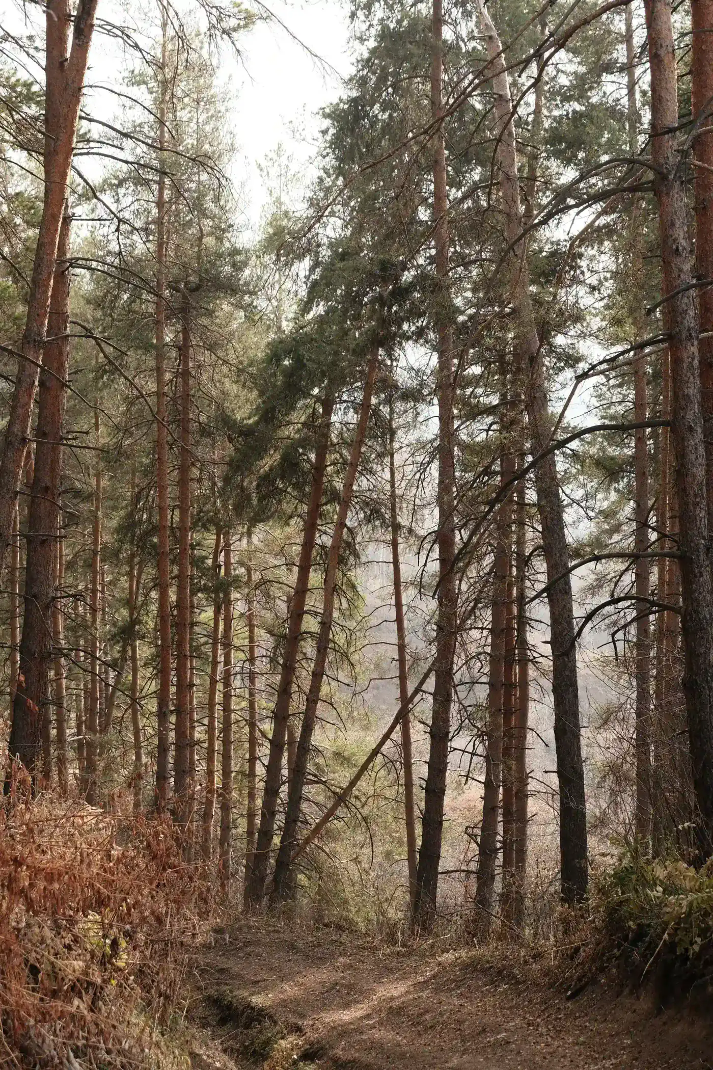 Tian Shan spruce forest on the Kim Asar route, with a narrow trail climbing through dense trees.
