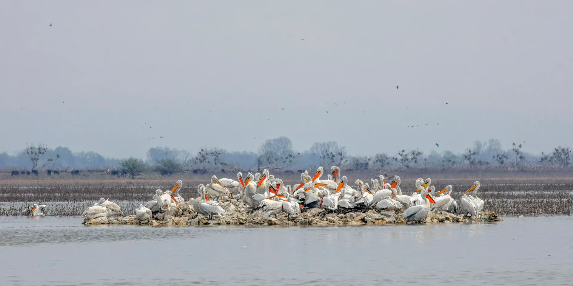 Dalmatian pelicans (Pelecanus crispus) roosting on a small island at Lake Kerkini, Greece — massive white birds with curly crests and yellow throat pouches clustered together