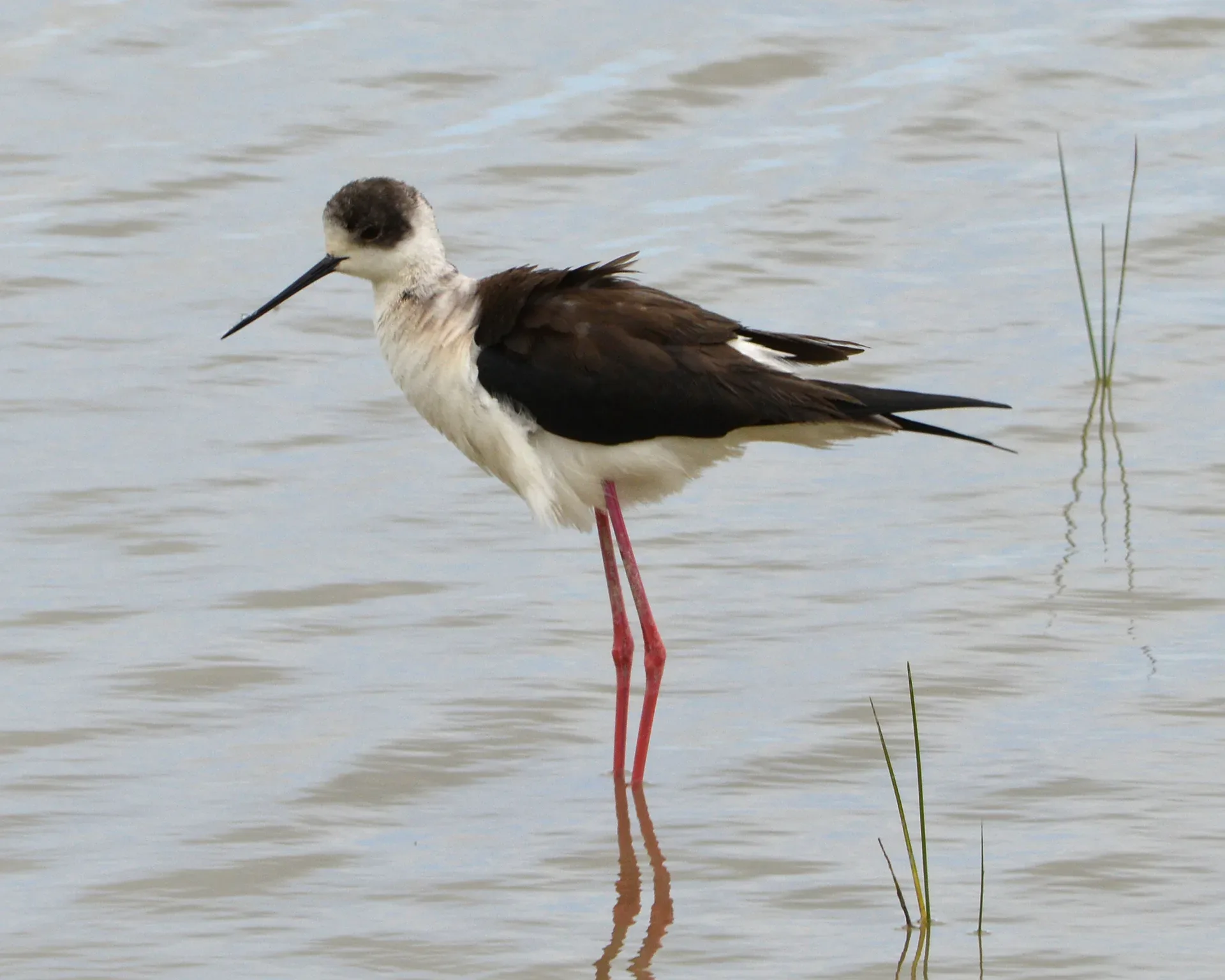 Black-winged stilt standing in shallow wetland water, showing long pink legs and black-and-white plumage.