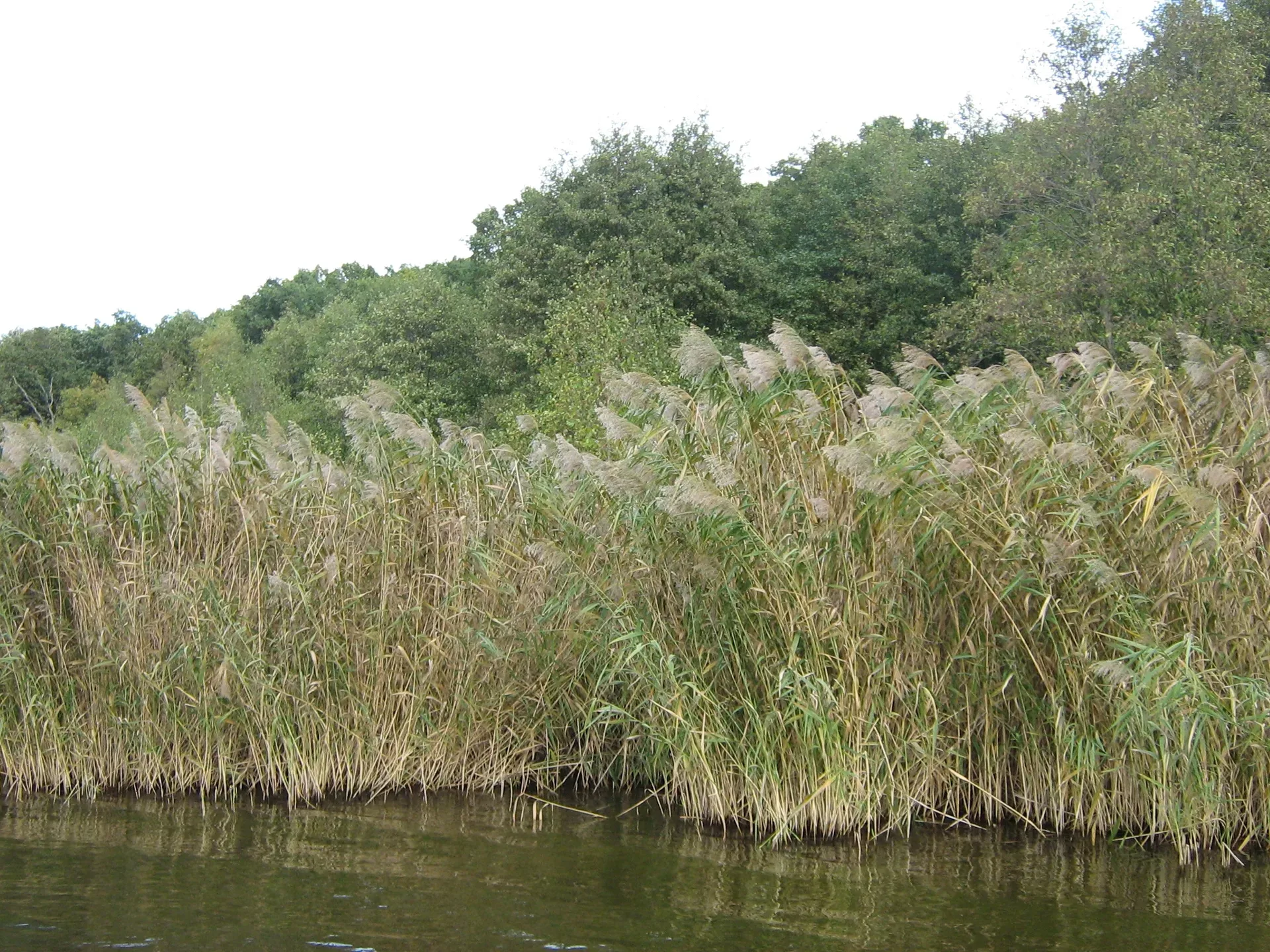 Dense stand of common reed (Phragmites australis) reaching four metres high along a lake shore, stems reflected in still water at the reed margin