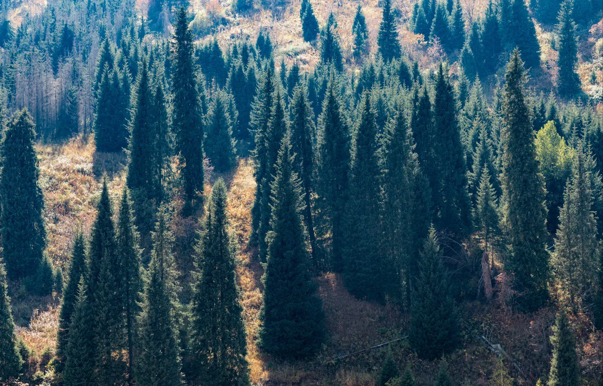 Dense Schrenk spruce forest filling a mountain gorge in Ile-Alatau National Park near Almaty.