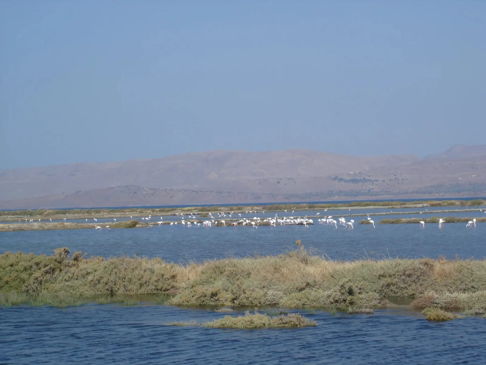Context near Sorbulak South Shore First Overlook: Greater flamingos standing in shallow water, with pink and white plumage reflected on a salt flat.