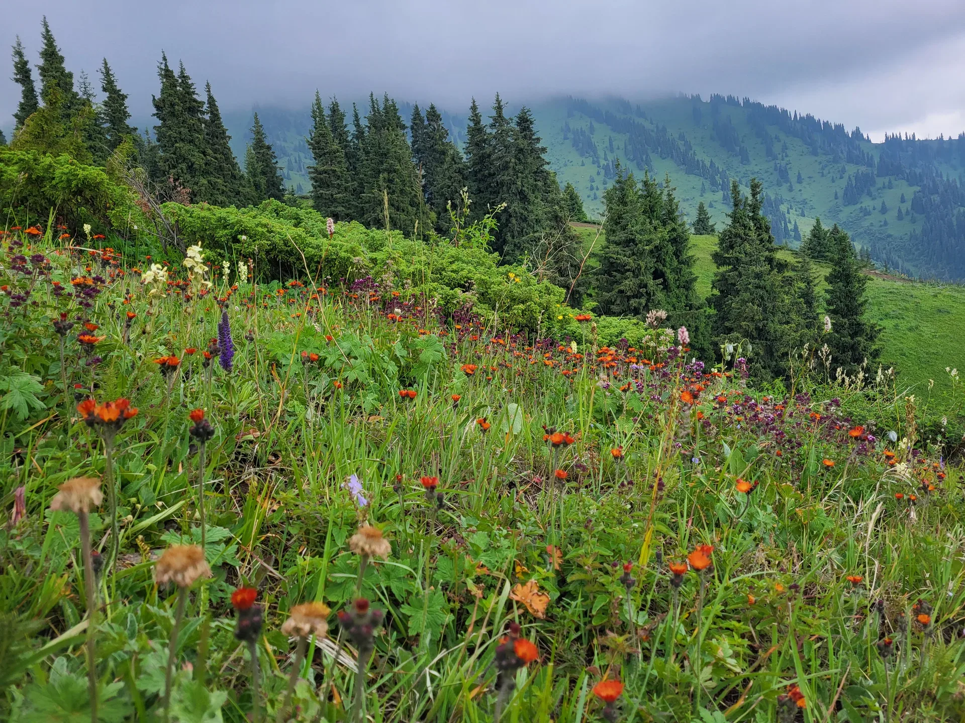 Sub-alpine ridge meadow in Ile-Alatau National Park with wildflower slopes and spruce forest below.