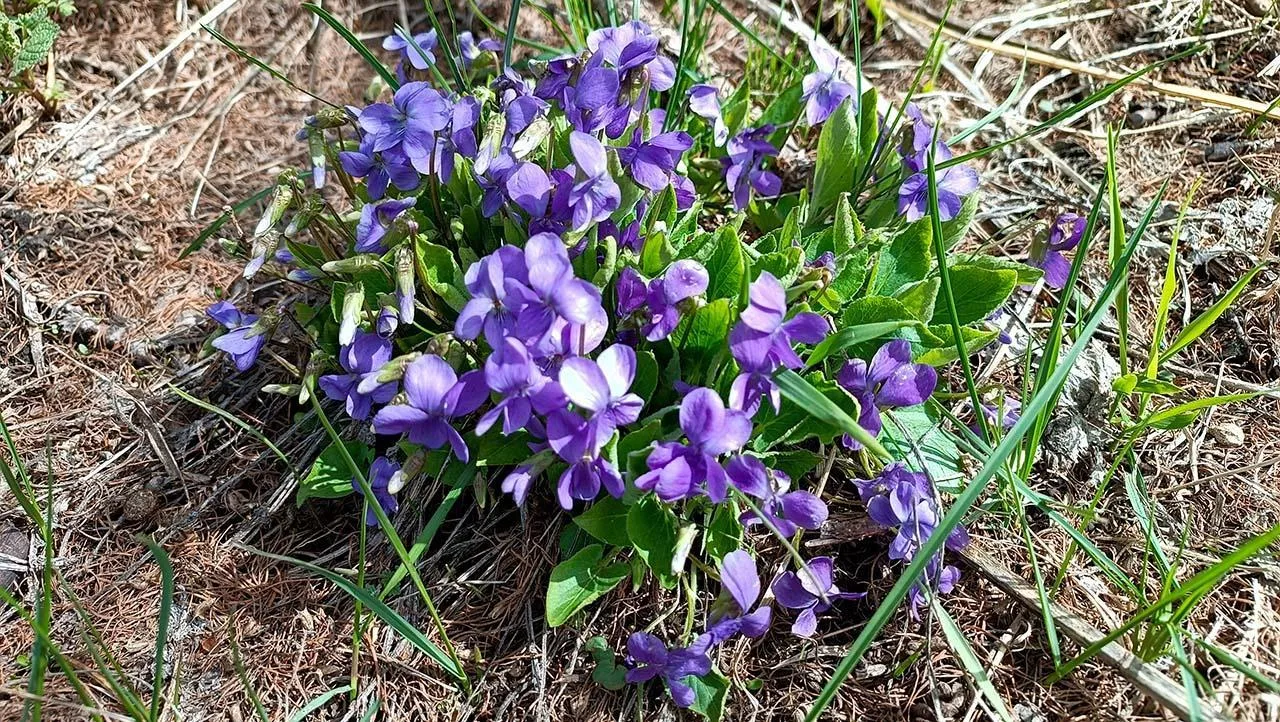 Hikers following the open ridge route toward Uy-Tas above the Kaskelen gorge.
